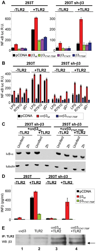 The NF-κB activation induced by HSV or LPS involves signaling through the cytoplasmic tail of β3-integrin.