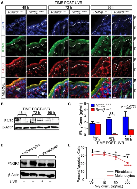 Loss of melanocytic RXRs α and β results in reduced monocyte/macrophage infiltration and corresponding reduced interferon-γ (IFN- γ) expression following UV radiation.