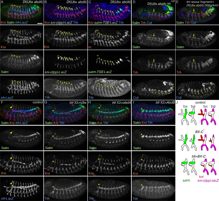 The airway intrinsic BX-C code determines the outcome of <i>hh</i> signaling.