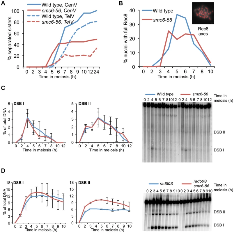 Sister chromatid cohesion, Rec8 dynamics and DSB repair are largely unchanged in <i>smc6-56</i> mutants.