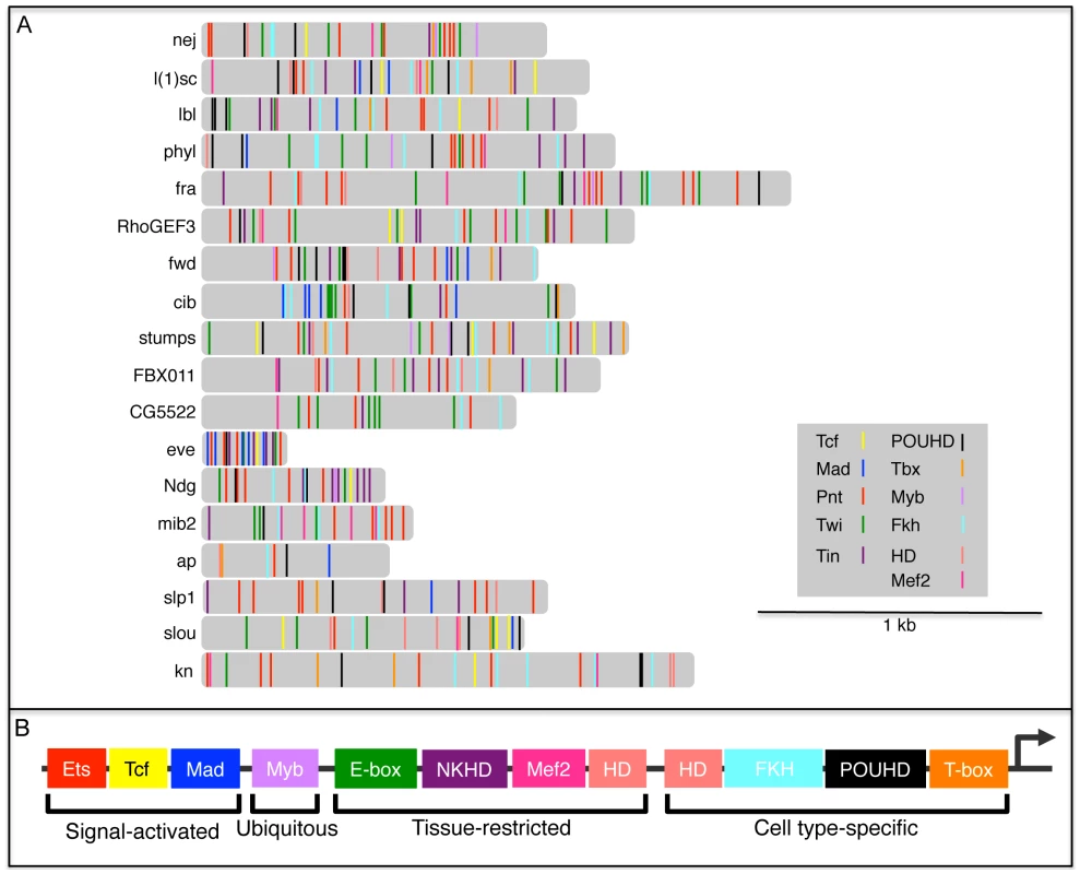 TFBS combinatorics within FC enhancers.