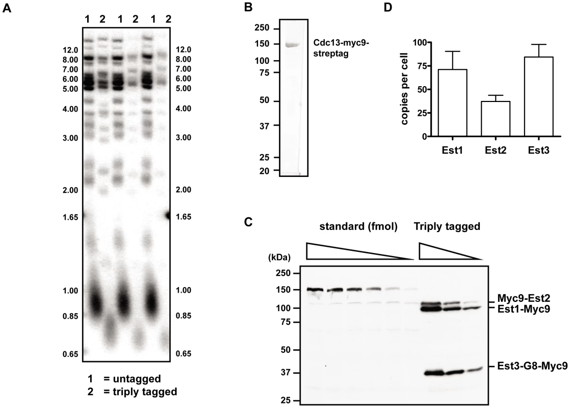 <i>In vivo</i> concentration of telomerase components.