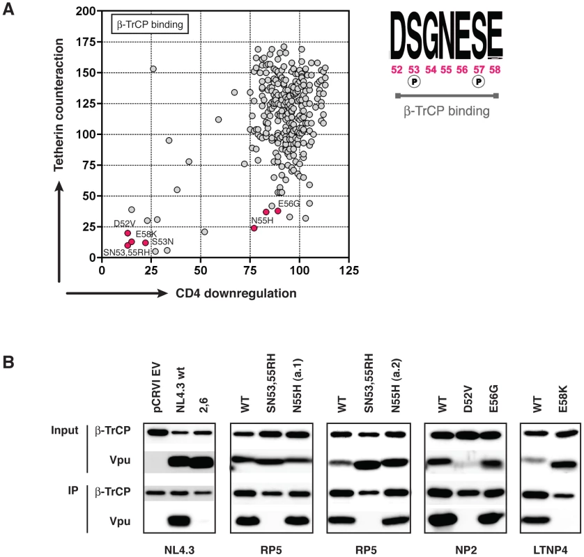 Further investigation of the β-TrCP binding properties of the N55H and E56G Vpu mutants.