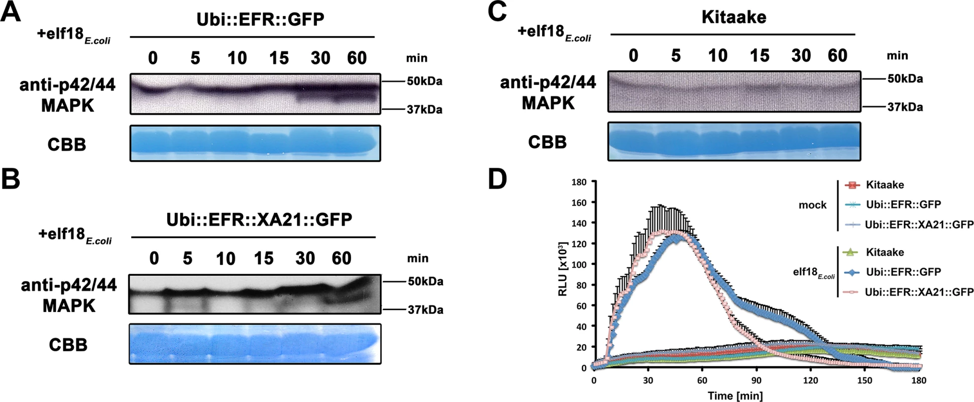 The perception of elf18<sub><i>E</i>.<i>coli</i></sub> in EFR and EFR::XA21 rice plants activates several MAP kinases and ROS production.