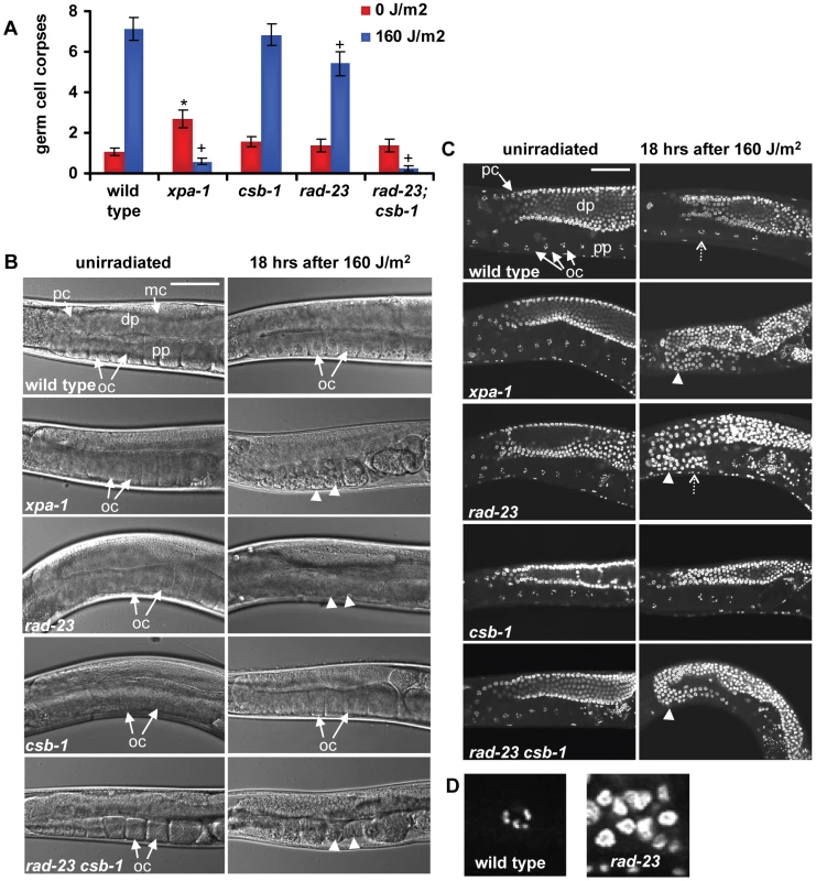 Germ cell responses to UVB irradiation.