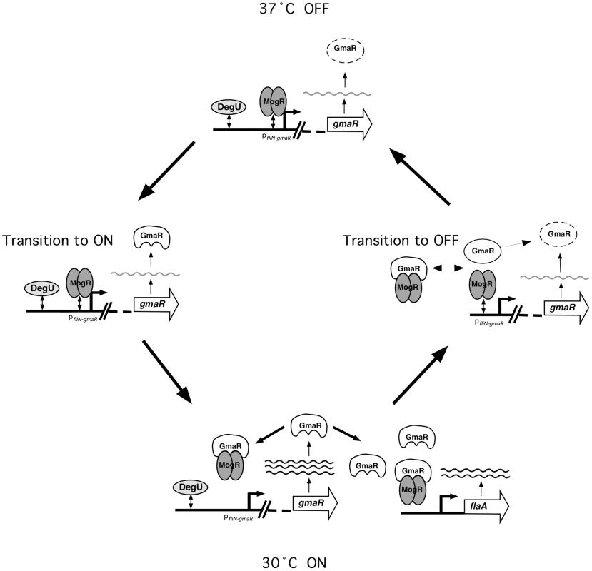 Model for the temperature-dependent regulation of GmaR expression and flagellar motility gene transcription in <i>Lm</i>.