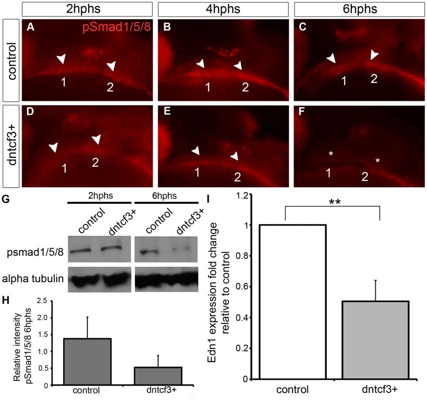 Wnt signaling regulates Bmp and Edn1 signaling in the arches.