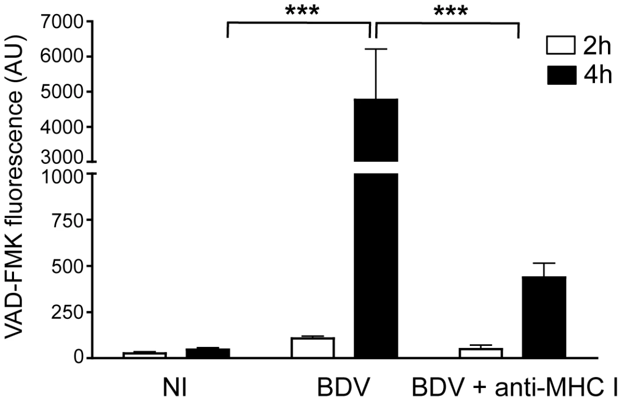 Quantitative analysis of neuronal apoptosis following incubation with brain CD8 T cells.