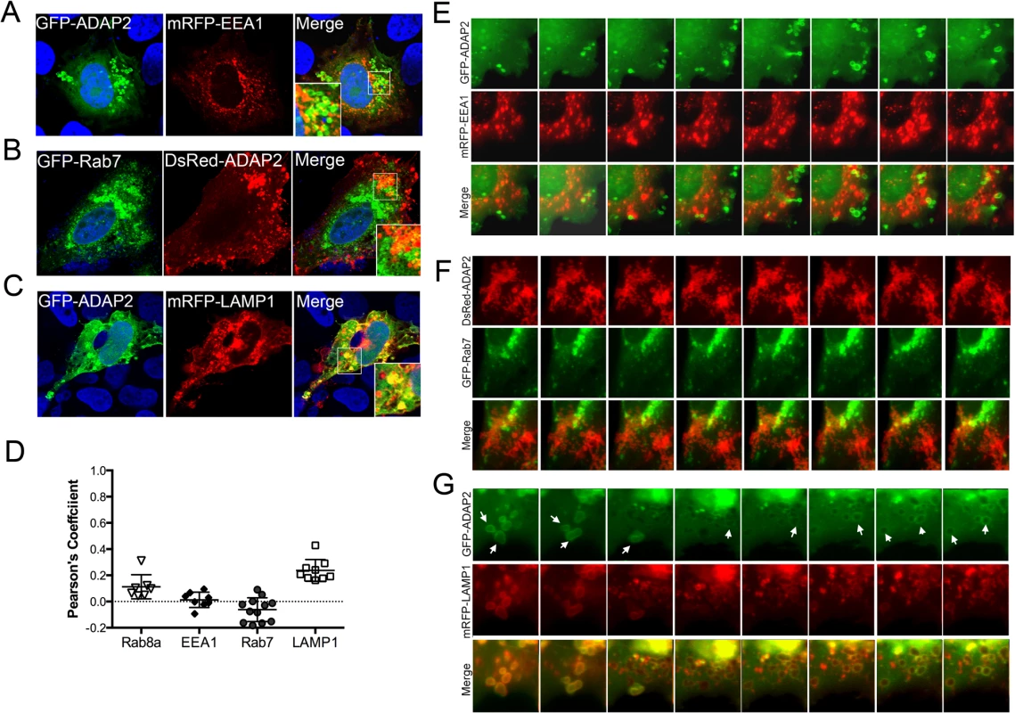 ADAP2 associates with LAMP1-positive lysosomes, but not early or late endosomes.