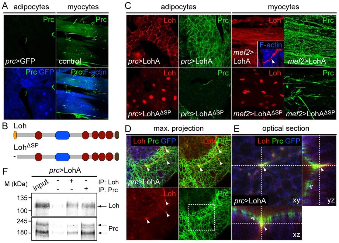 Loh induces Prc matrix formation <i>in vivo</i>.