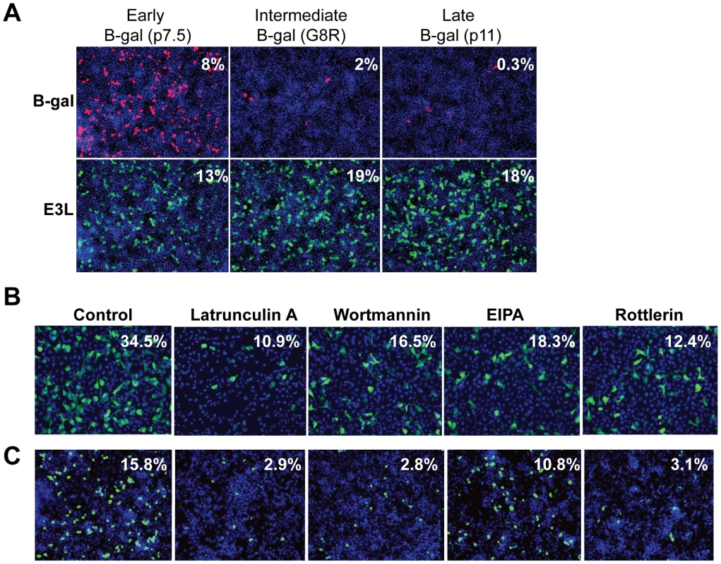 Vaccinia virus undergoes entry in <i>Drosophila</i> cells.