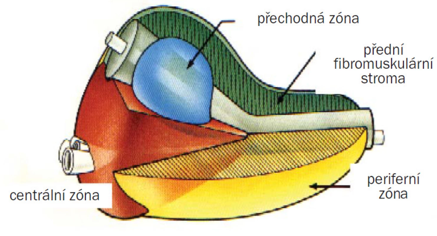 Zonální anatomie prostaty.