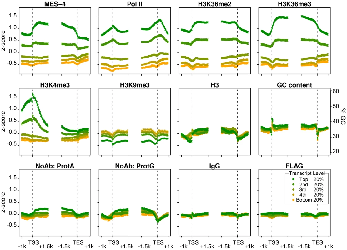 MES-4 and H3K36 methyl marks are concentrated over gene bodies of highly expressed genes.