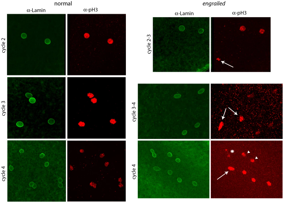 Abnormal mitotic nuclei in cycle 2–4 <i>engrailed</i> mutant embryos.