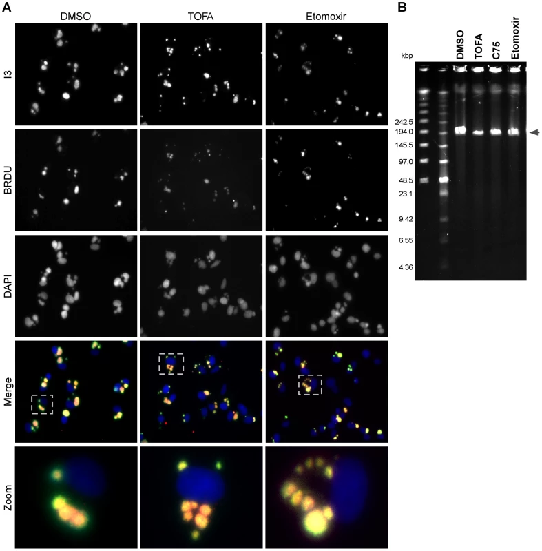 Viral DNA replication is mildly impacted by TOFA, C75 or etomoxir.