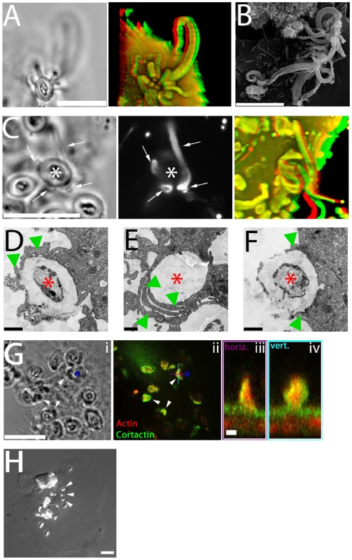 Functional significance of fungipods.