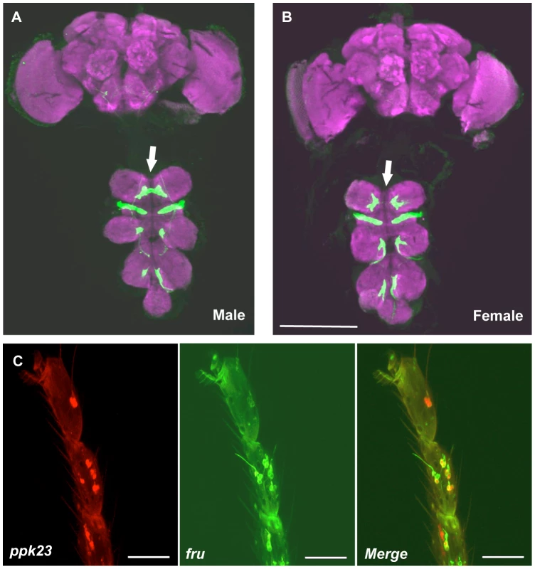 Axonal projections of <i>ppk23</i>-expressing cells are sexually dimorphic.