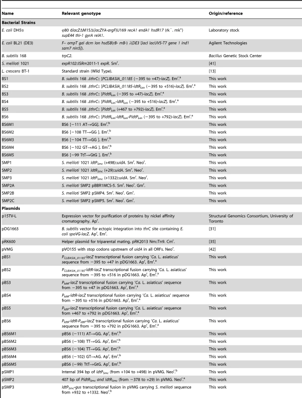 Strains and plasmids used in this study