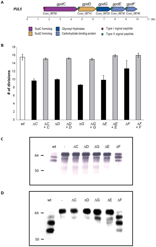 Genetic analysis of the <i>PUL5</i> locus.