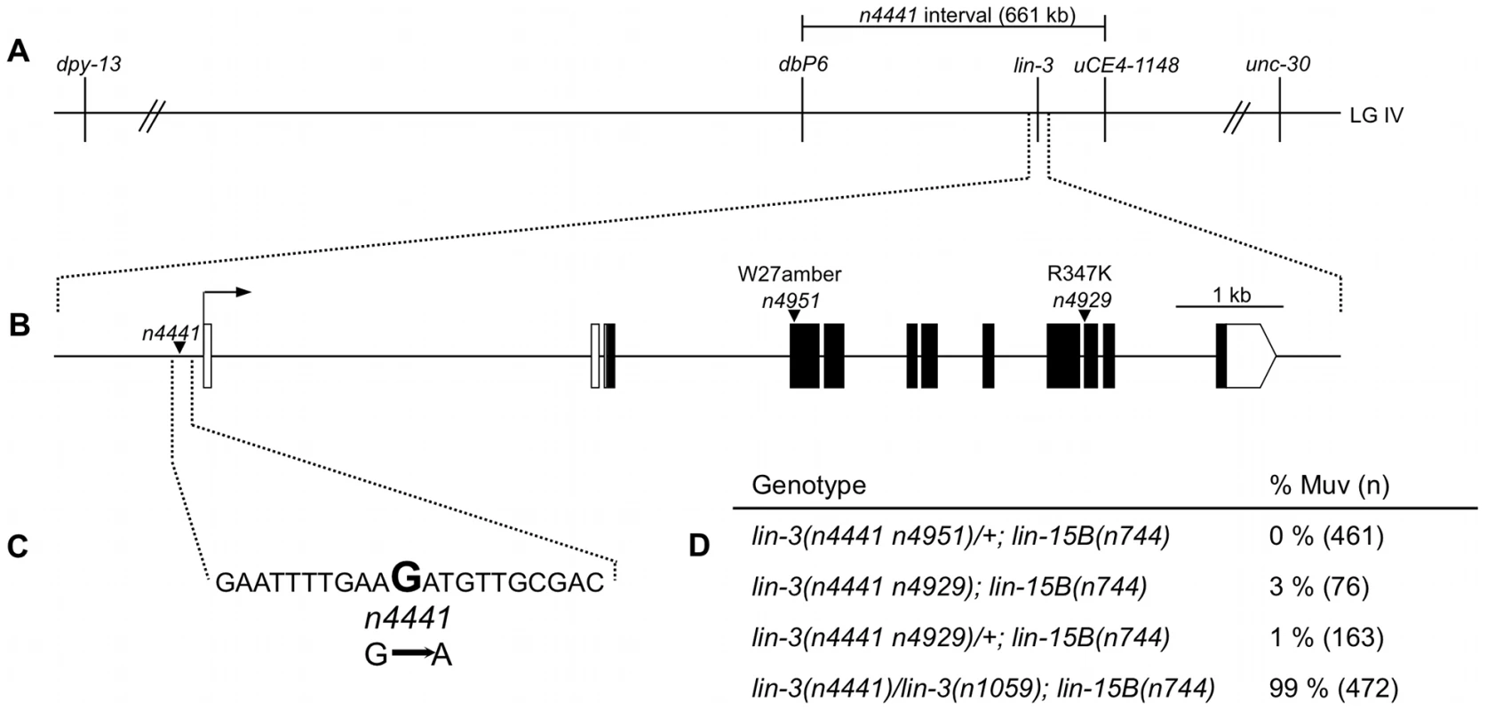 <i>n4441</i> is an allele of <i>lin-3</i>.