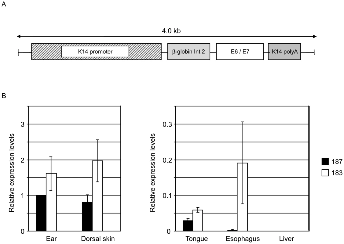 HPV38 E6 and E7 expression in Tg mice.
