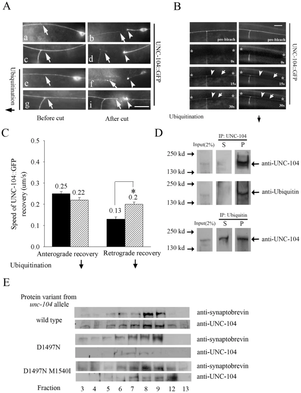 UNC-104 transport in mechanosensory neurons and co-sedimentation with pre-synaptic vesicles.