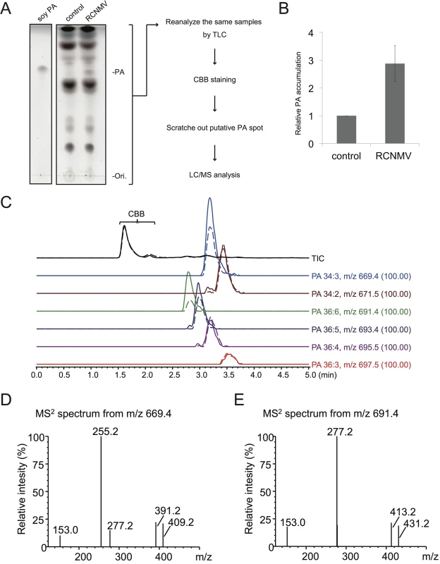 RCNMV stimulates the accumulation of PA in a plant tissue.