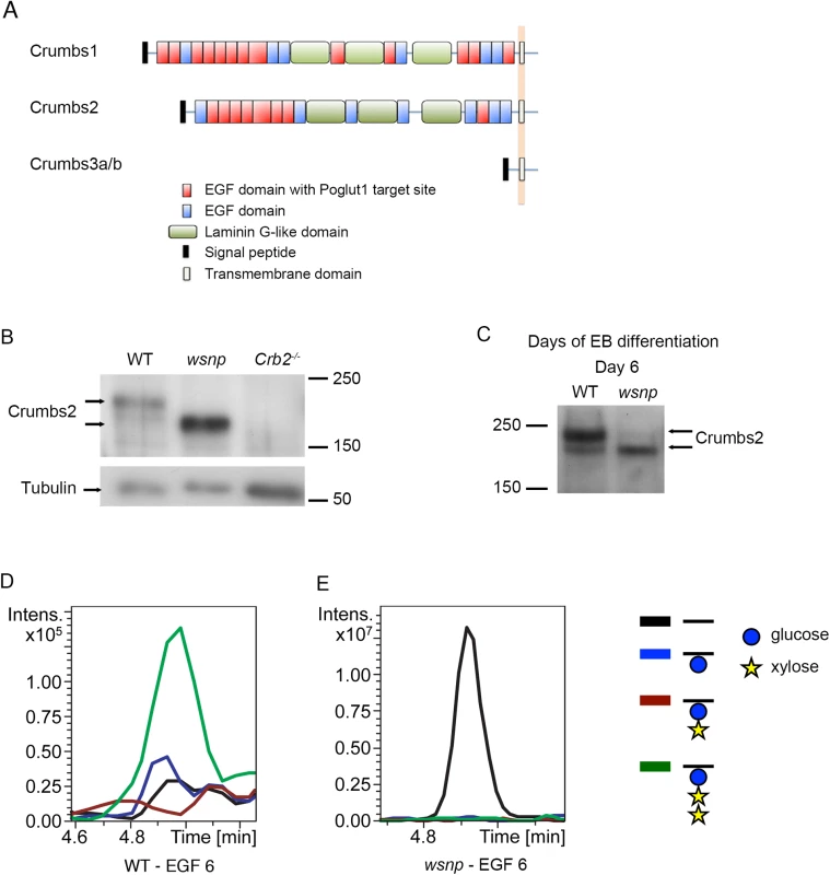 EGF repeat 6 in the purified full-length CRUMBS2 protein is O-glucosylated.