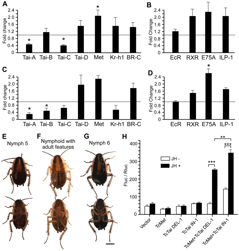 Functional study of IN-2-containing isoforms of BgTai and reporter assays to assess the contribution of IN-1 of TbTai to transduce the JH signal.