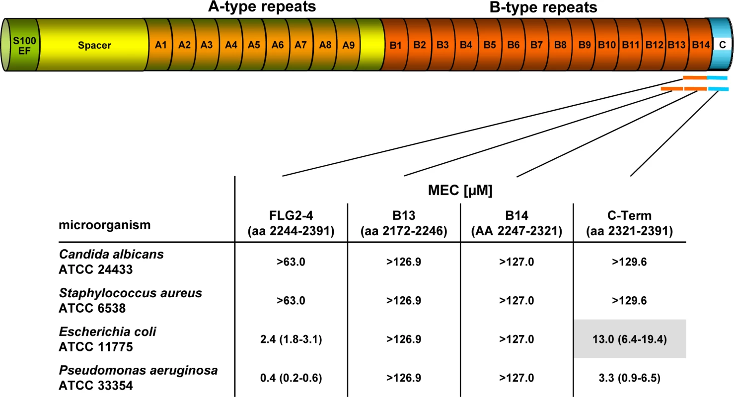Antimicrobial activity of FLG2 C-terminal fragments tested against various bacteria in the radial diffusion assay.
