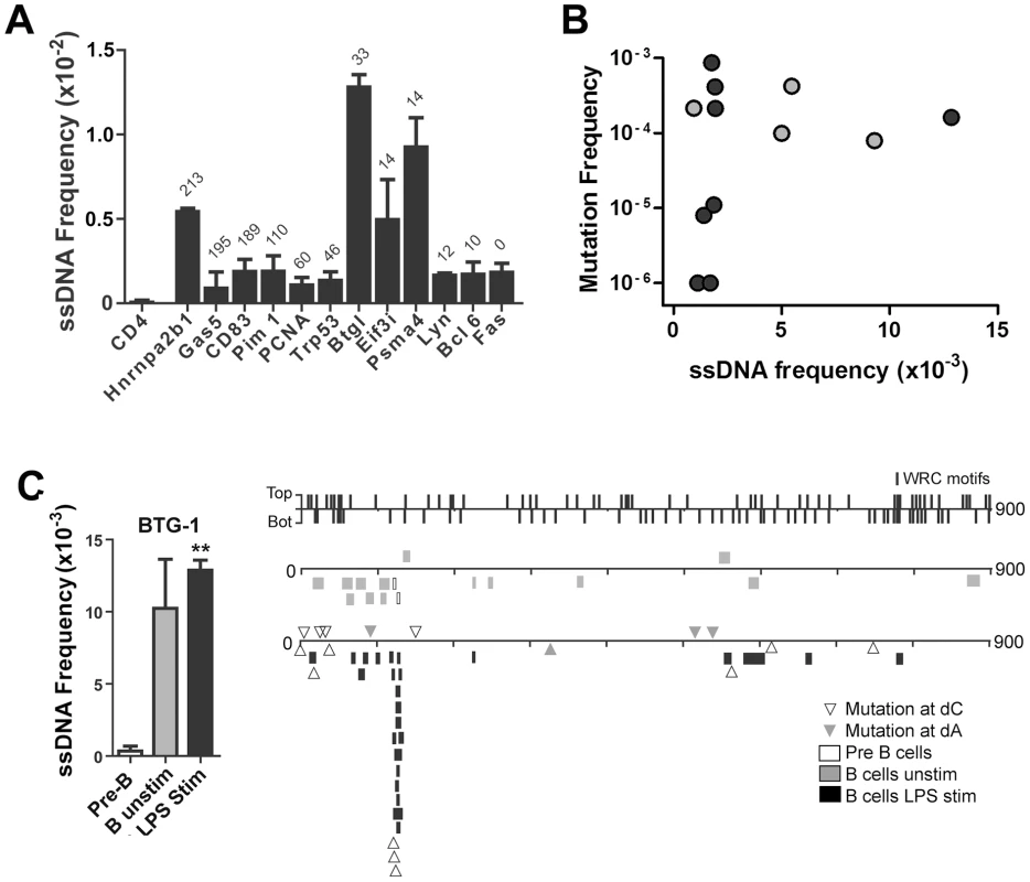 ssDNA Frequencies at Non-Ig Sequences in LPS-Stimulated <i>Ex Vivo</i> Murine B Cells.