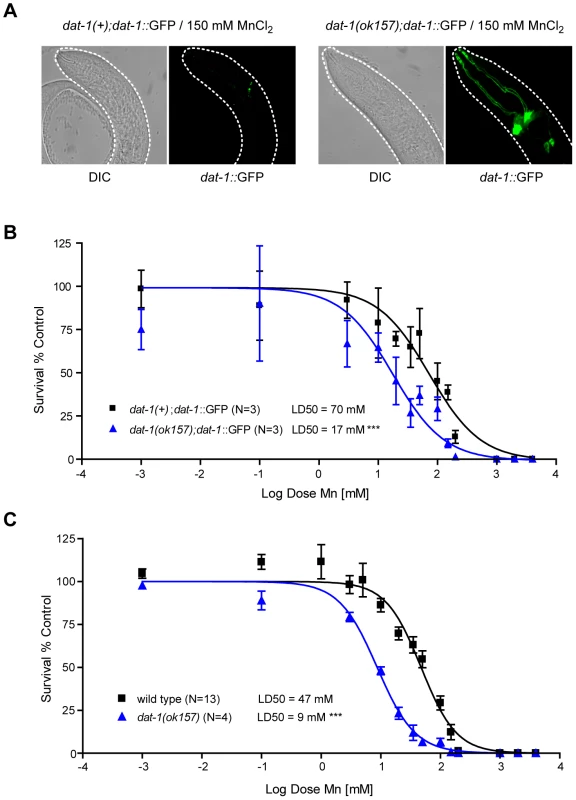 <i>dat-1</i> loss of function induces an overall hypersensitivity to Mn toxicity, but confers neuroprotection to the dopaminergic system.