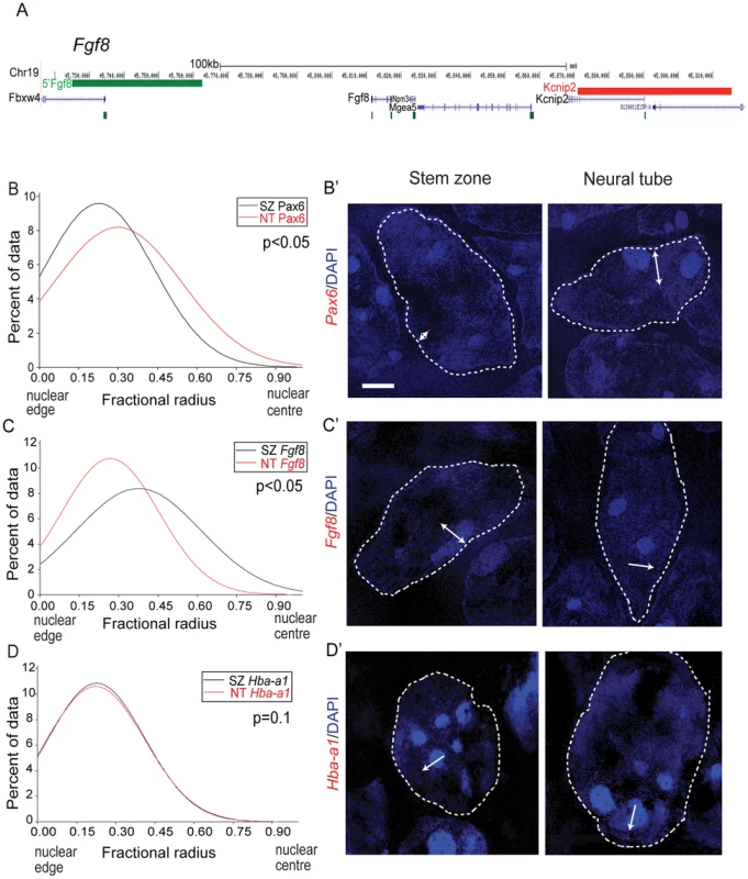 <i>Pax6</i> and <i>Fgf8</i> loci exhibit altered nuclear radial position coincident with transcriptional status.