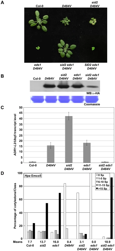 ADR1-L2<sub>D484V</sub> autoactivity signaling requires both SA and EDS1.