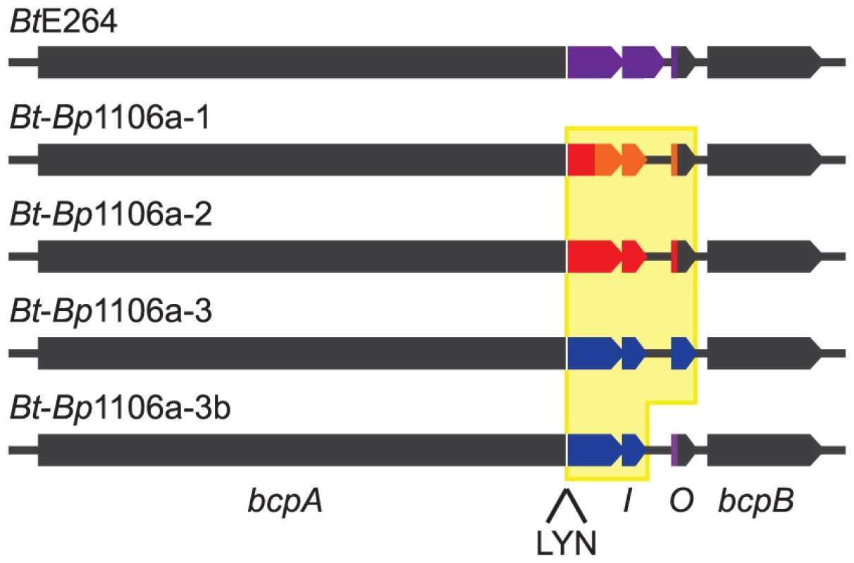 <i>Bt</i>E264 and <i>Bt</i>-<i>Bp</i> chimeric <i>bcpAIOB</i> loci diagram.