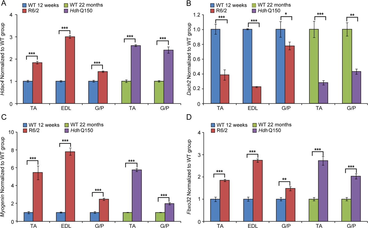 The <i>Hdac4</i>-<i>Myogenin</i> axis displayed a typical denervation-like phenotype in the skeletal muscle of HD mouse models.