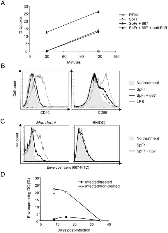 Influence of FrCas<sup>E</sup>-infected cell ICs on BMDCs.