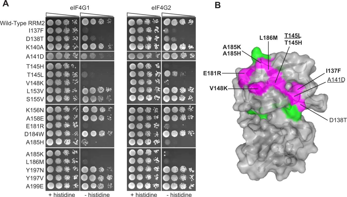 Effects of deleterious substitutions found in Pab1 RRM2 homologues on Pab1 binding to eIF4G.