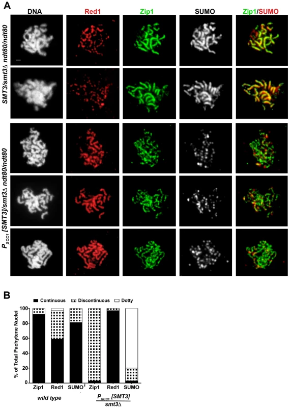 SC appears discontinuous in SUMO-diminished pachytene nuclei.