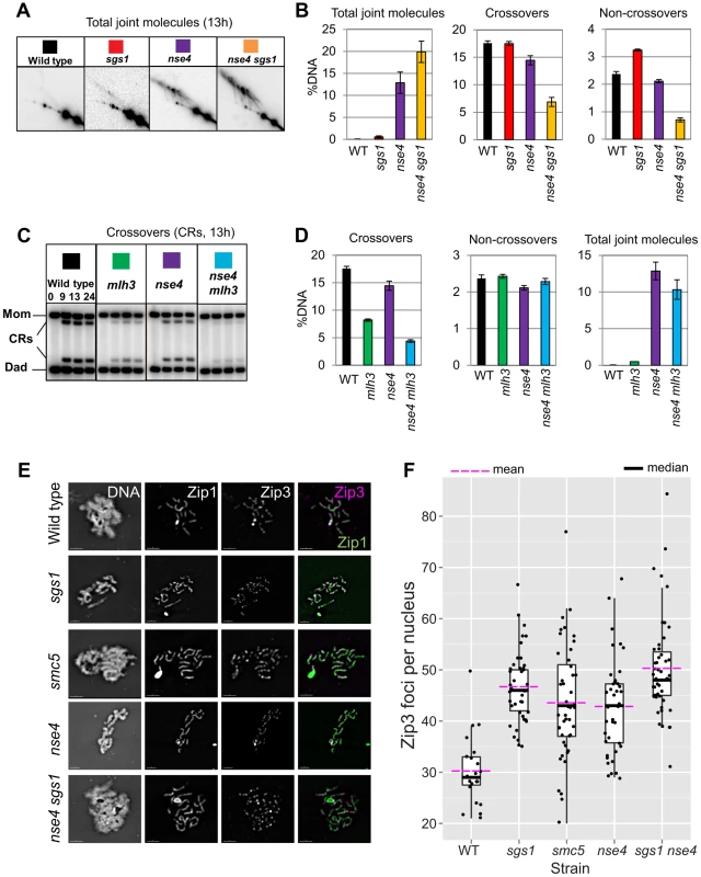 Sgs1 and MutLγ are functional in <i>smc5/6</i>.