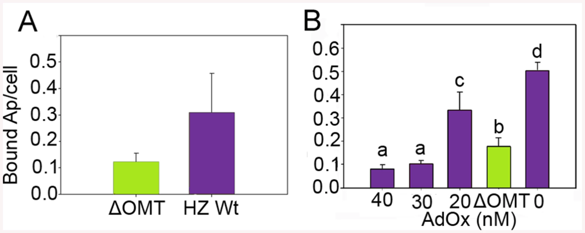 Reduced binding of <i>A</i>. <i>phagocytophilum</i> to ISE6 cells caused by <i>omt</i> mutation or inhibition with AdOx.