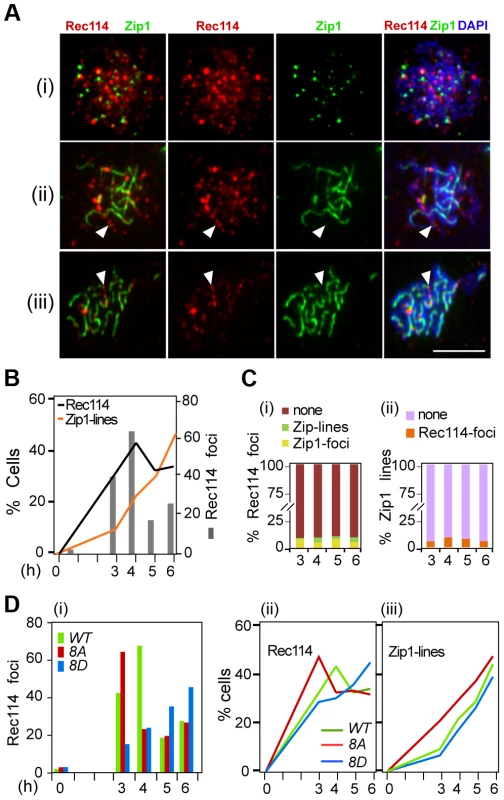 Effect of Rec114 phosphorylation on its synapsis dependent removal.