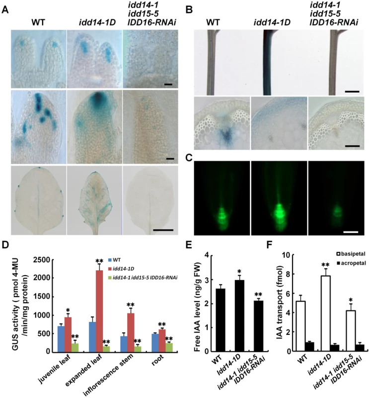 Altered auxin accumulation and transport in gain- and loss-of-function <i>idd</i> mutants.