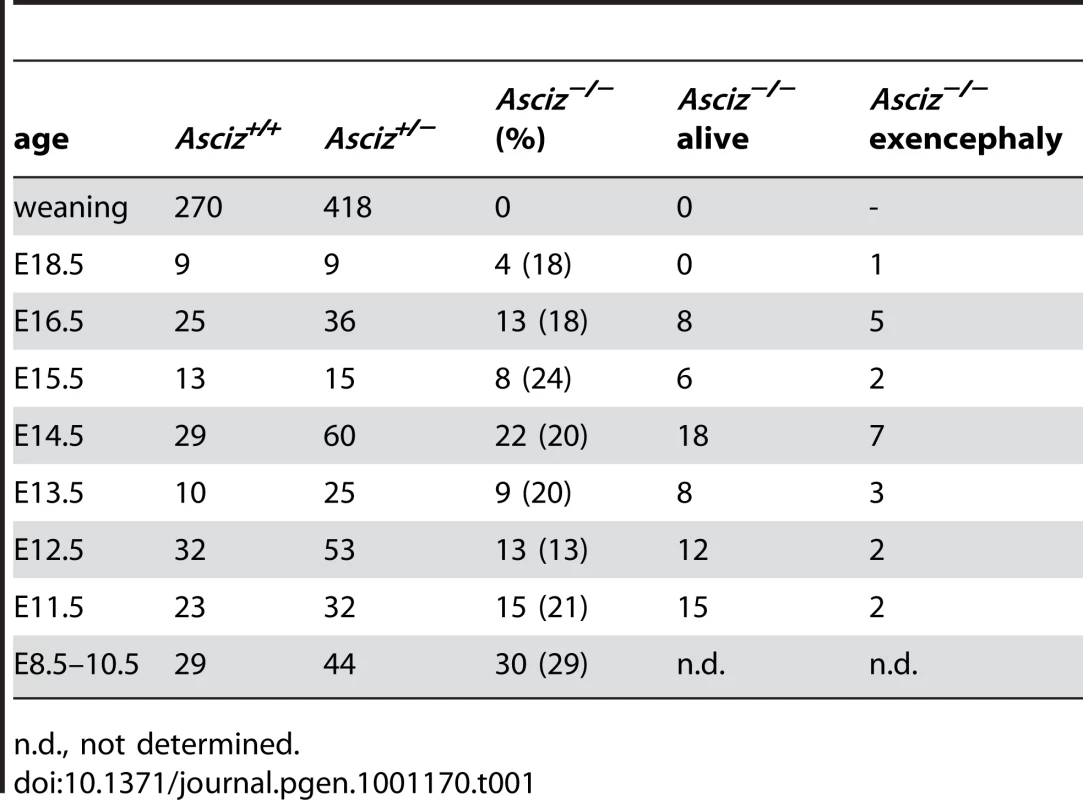 Genotypes of <i>Asciz<sup>+/−</sup></i> intercross litters.