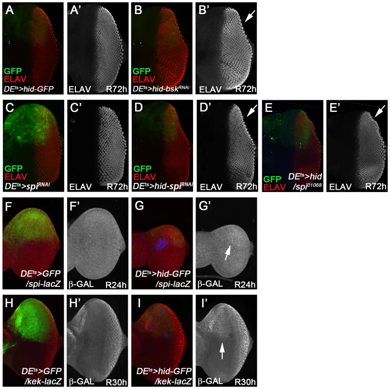 Requirement of <i>bsk</i> and <i>spi</i> for complete regeneration in the ‘genuine’ AiP model <i>DE<sup>ts</sup></i>><i>hid</i>.