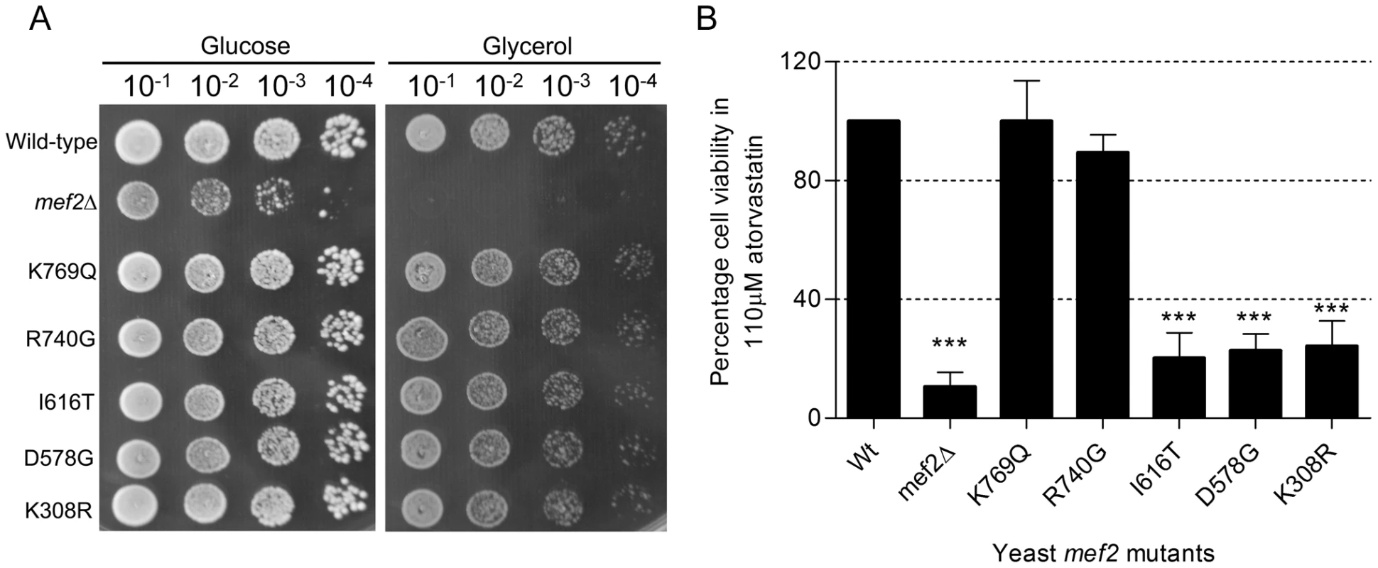 Functional characterisation of <i>EF-G2mt</i> equivalent SNPs in the yeast <i>MEF2</i> gene.