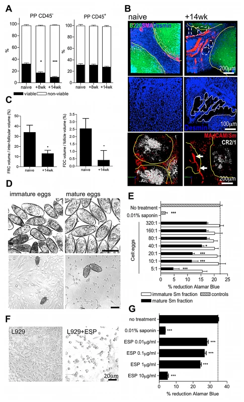 Egg deposition and their secretions elicit damage to PP stroma.