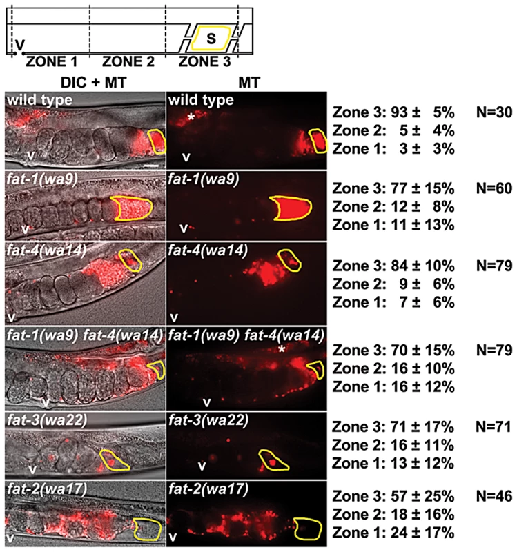 Sperm guidance in wild-type and <i>fat</i> mutant hermaphrodites.