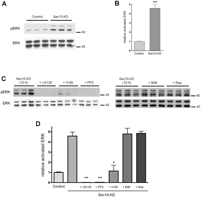 Sec10 knockdown in MDCK cells leads to activation of MAPK.