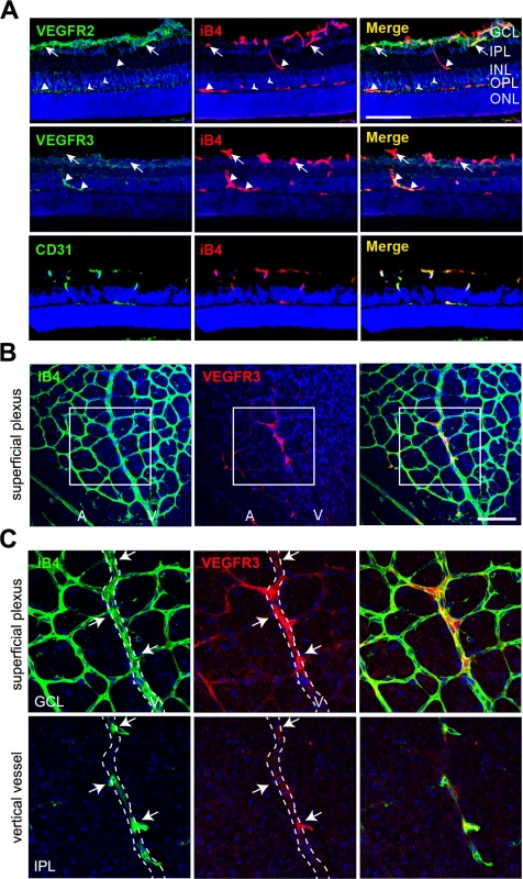 Vertically sprouting vessels have strong VEGFR3, but weak VEGFR2, expression in the developing retinal vasculature.